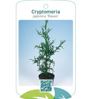 Cryptomeria japonica 'Rasen'