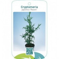 Cryptomeria japonica 'Rasen'
