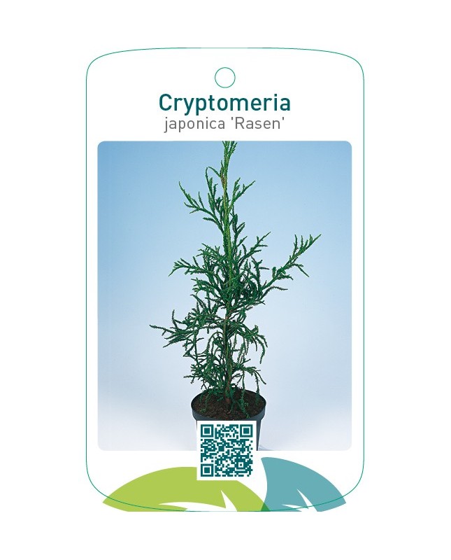 Cryptomeria japonica 'Rasen'