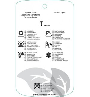 Etichette di Cryptomeria japonica 'Rasen' *