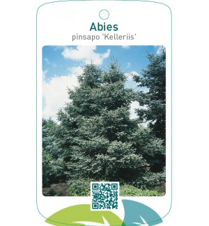 Abies pinsapo 'Kelleriis'