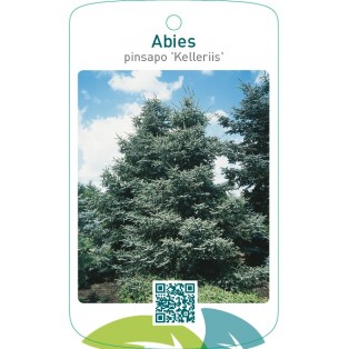 Abies pinsapo 'Kelleriis'