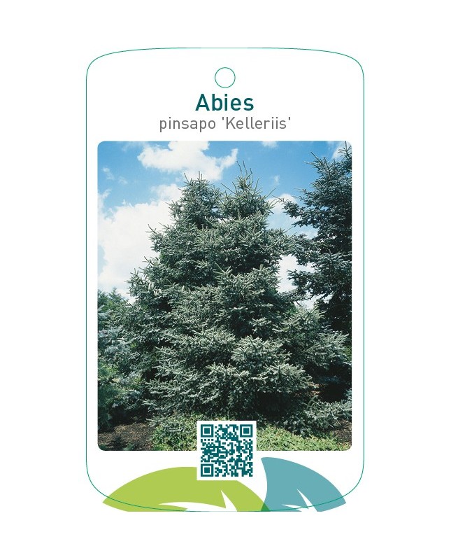 Abies pinsapo 'Kelleriis'