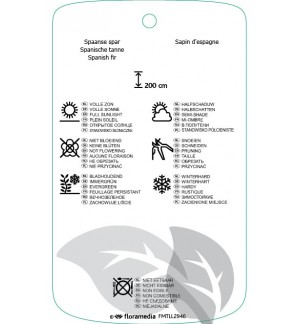 Etichette di Abies pinsapo 'Kelleriis' *