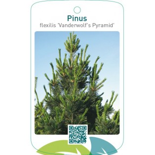 Pinus flexilis 'Vanderwolf's Pyramid'