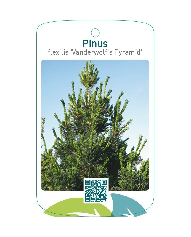 Pinus flexilis 'Vanderwolf's Pyramid'