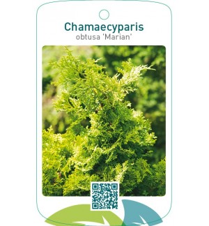 Chamaecyparis obtusa 'Marian'