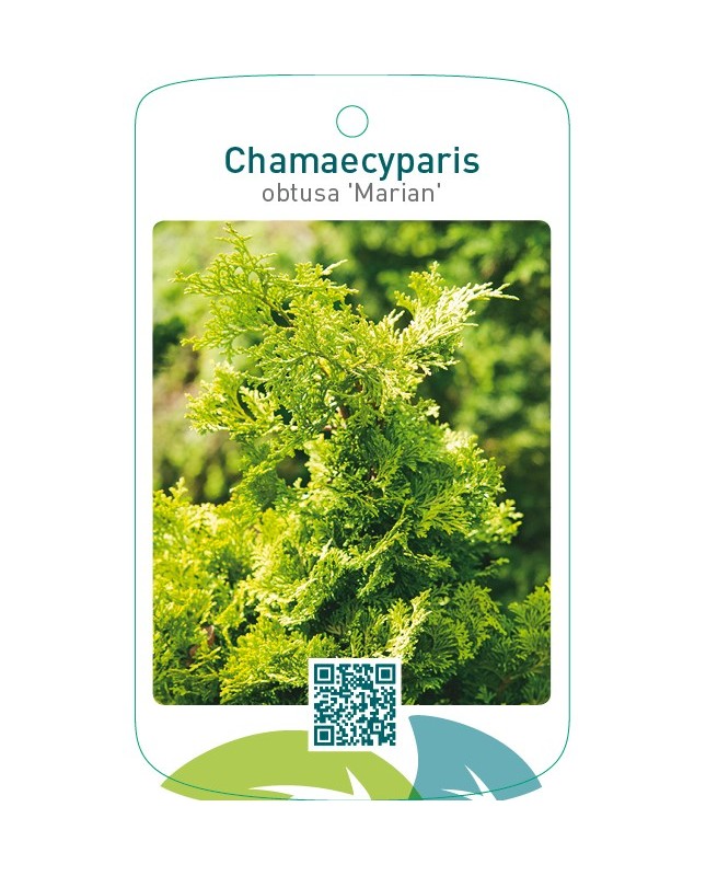 Chamaecyparis obtusa 'Marian'