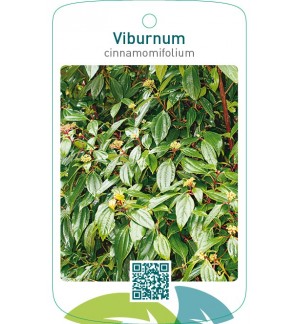 Viburnum cinnamomifolium