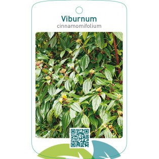 Viburnum cinnamomifolium