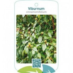 Viburnum cinnamomifolium