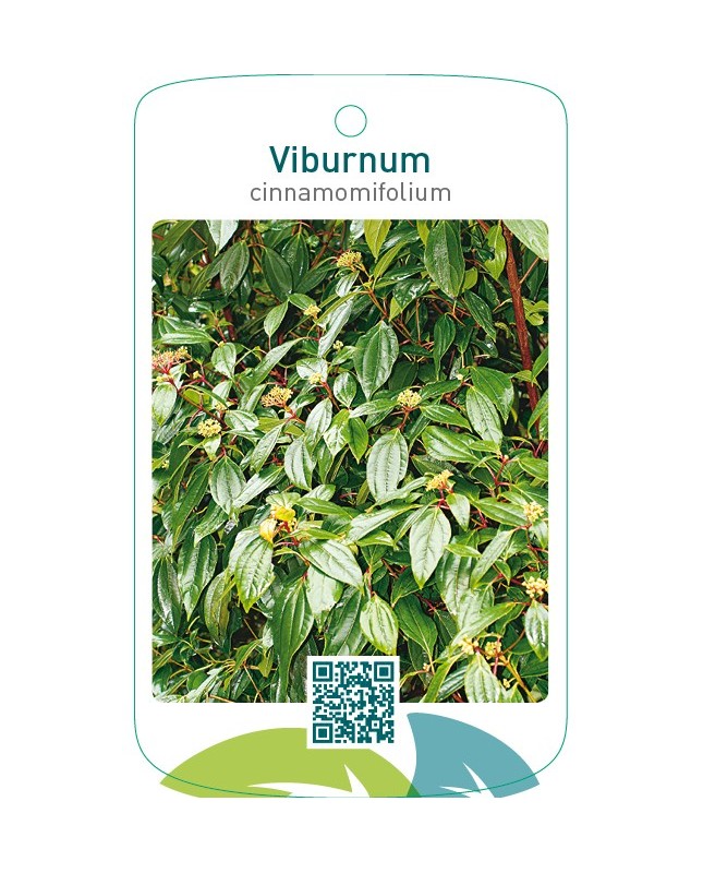 Viburnum cinnamomifolium