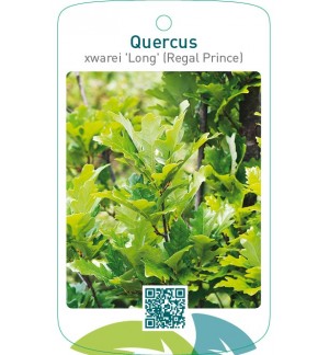 Quercus xwarei 'Long' (Regal Prince)