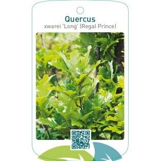 Quercus xwarei 'Long' (Regal Prince)