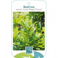 Quercus xwarei 'Long' (Regal Prince)