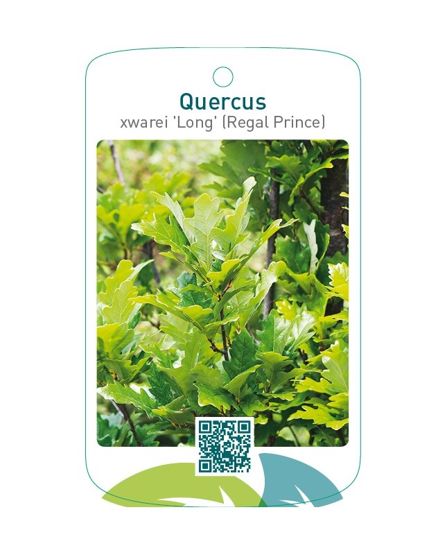 Quercus xwarei 'Long' (Regal Prince)
