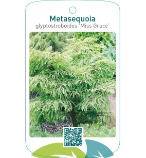 Metasequoia glyptostroboides 'Miss Grace'