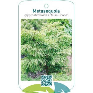 Metasequoia glyptostroboides 'Miss Grace'
