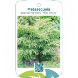 Metasequoia glyptostroboides 'Miss Grace'