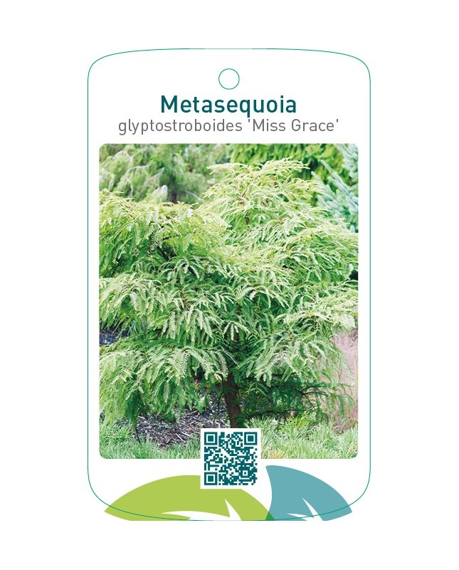 Metasequoia glyptostroboides 'Miss Grace'