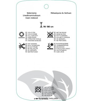 Etichette di Metasequoia glyptostroboidis 'Miss Grace' *