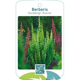 Berberis thunbergii 'Erecta'