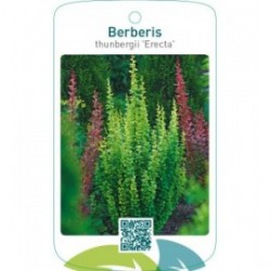 Berberis thunbergii 'Erecta'