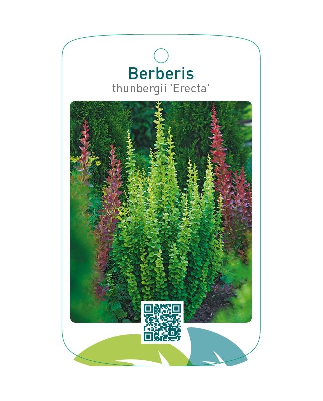 Berberis thunbergii 'Erecta'