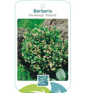 Berberis thunbergii 'Kobold'