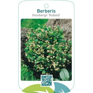 Berberis thunbergii 'Kobold'