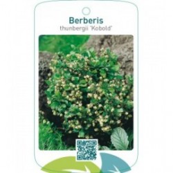 Berberis thunbergii 'Kobold'