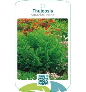 Thujopsis dolobrata 'Nana'