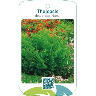 Thujopsis dolobrata 'Nana'