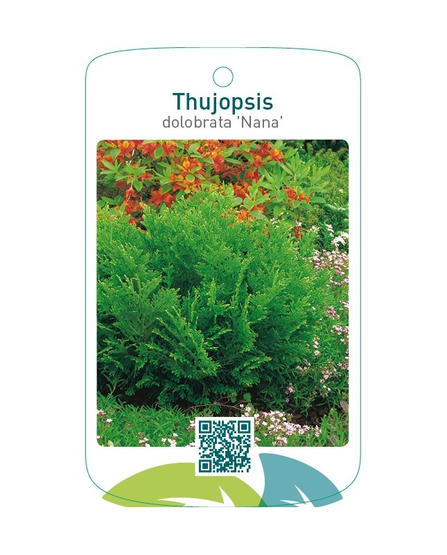 Thujopsis dolobrata 'Nana'