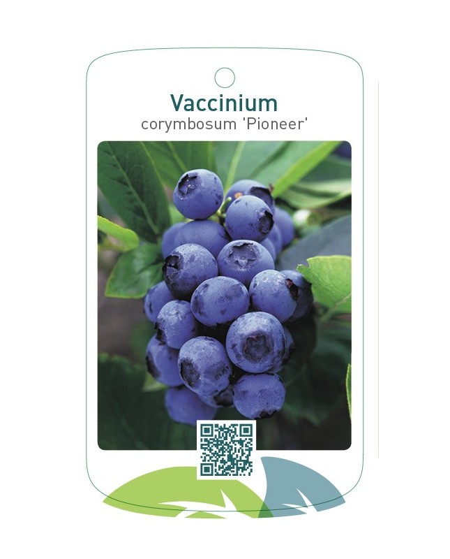 Vaccinium corymbosum 'Pioneer'