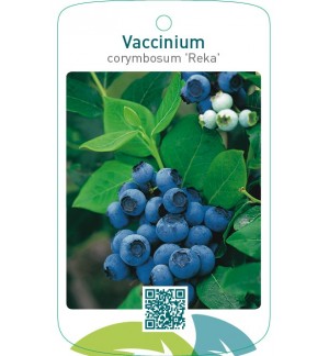 Vaccinium corymbosum 'Reka'