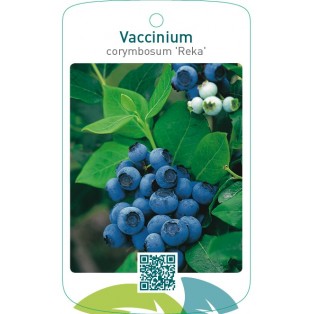 Vaccinium corymbosum 'Reka'