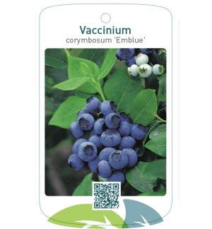 Vaccinium corymbosum 'Emblue'