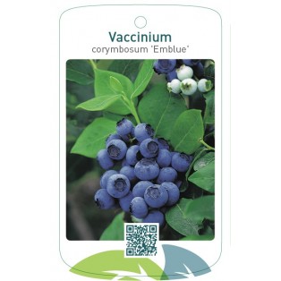 Vaccinium corymbosum 'Emblue'