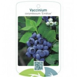 Vaccinium corymbosum 'Emblue'