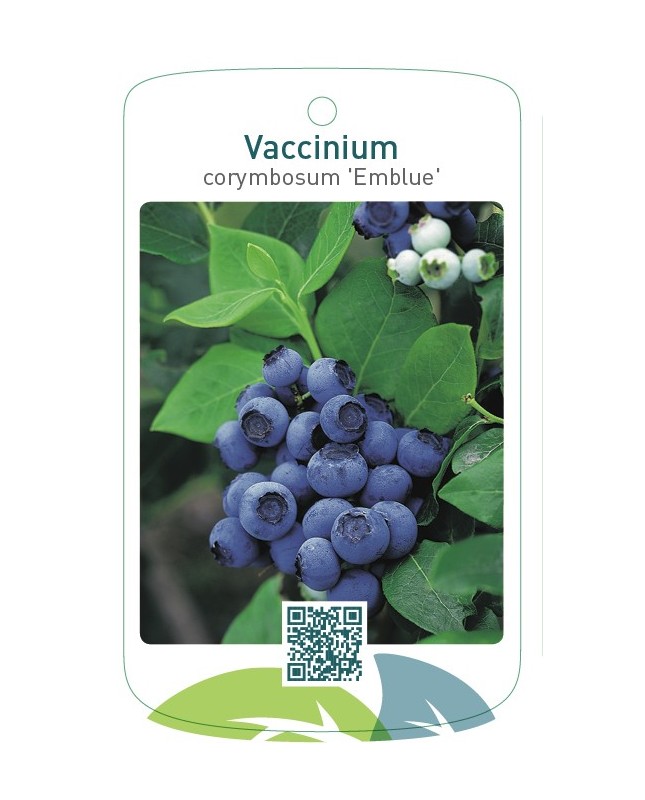 Vaccinium corymbosum 'Emblue'