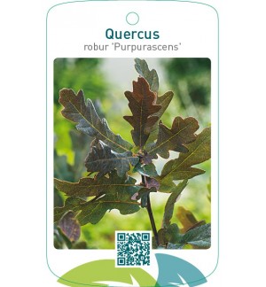 Quercus robur 'Purpurascens