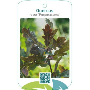 Quercus robur 'Purpurascens