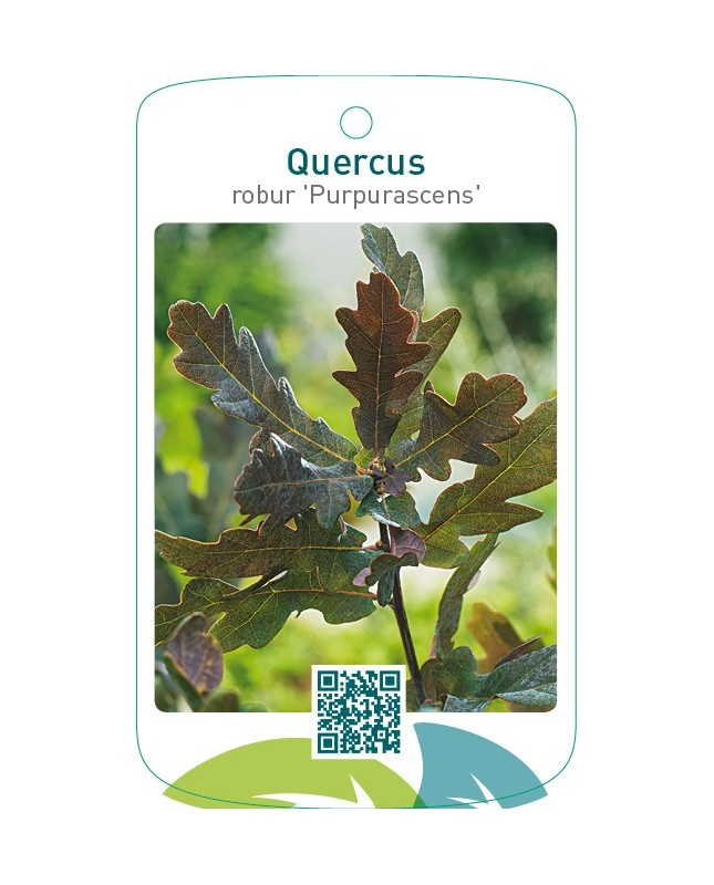 Quercus robur 'Purpurascens
