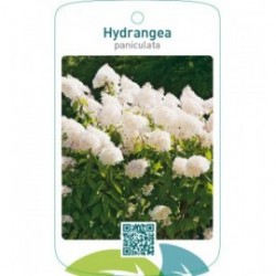 Hydrangea paniculata