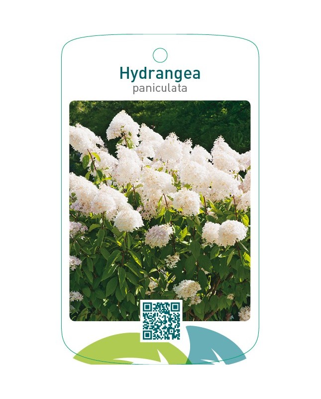 Hydrangea paniculata