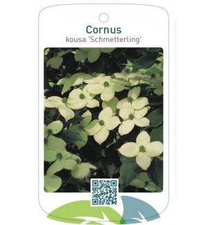 Cornus kousa 'Schmetterling'