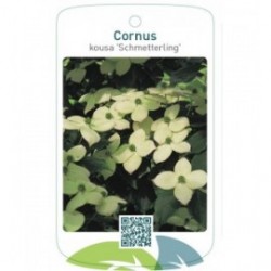 Cornus kousa 'Schmetterling'