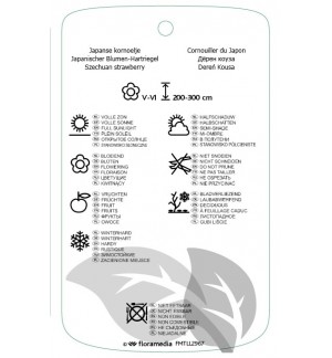 Etichette di Cornus kousa 'Schmetterling' *