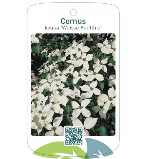 Cornus kousa 'Weisse Fontäne'